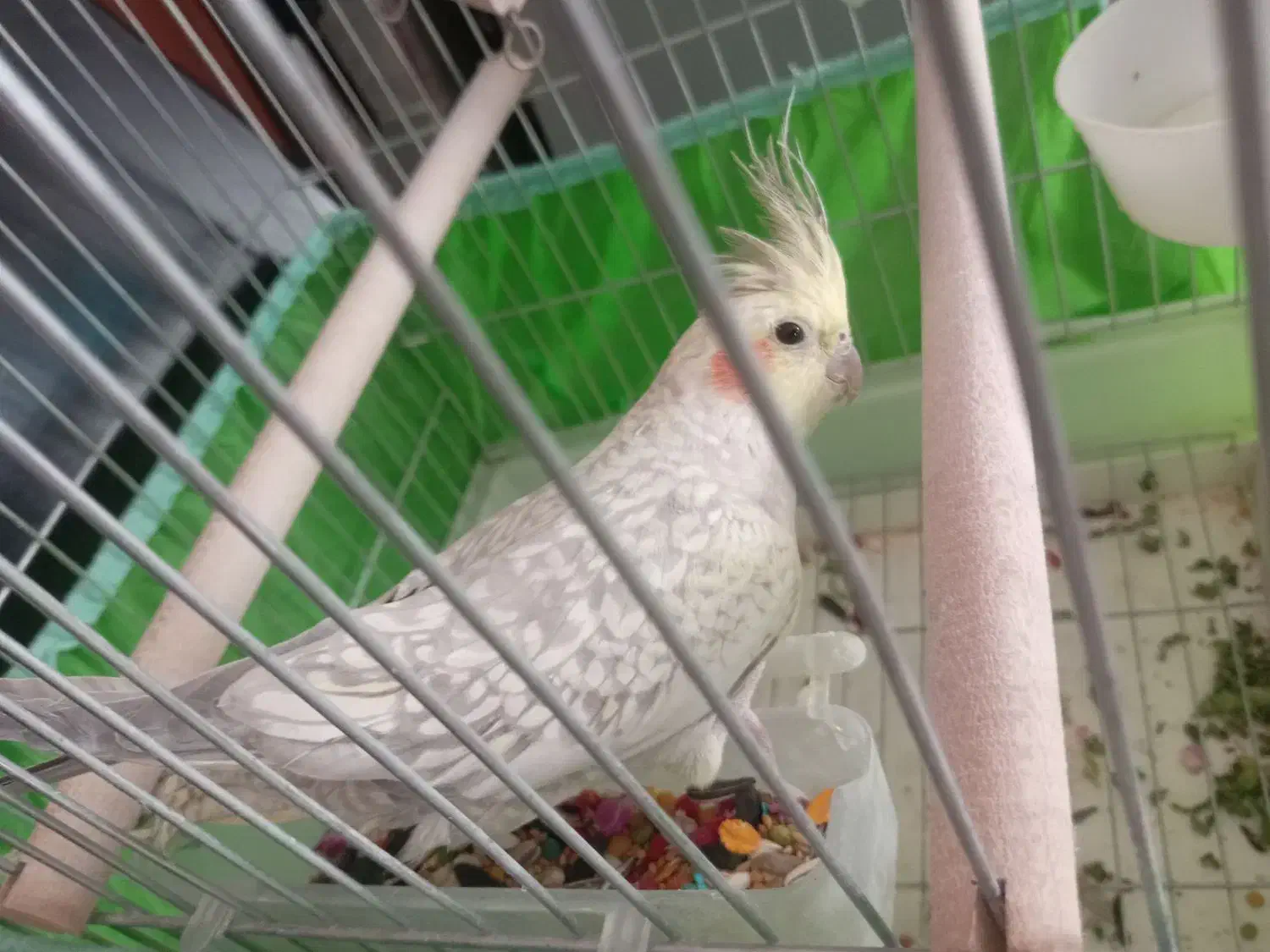 عروس هلندی ماده|پرنده|شیراز, کوشک میدان|دیوار