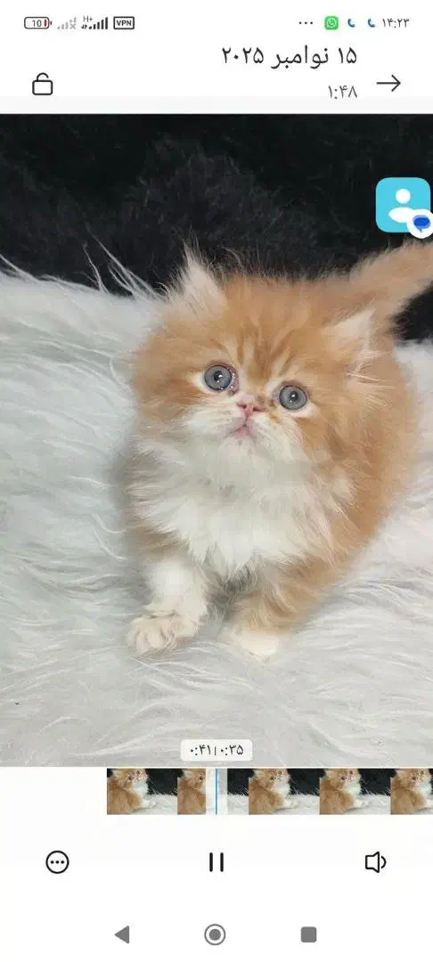 فروش پسر خوشگل پرشین|گربه|لاهیجان, لیالستان|دیوار