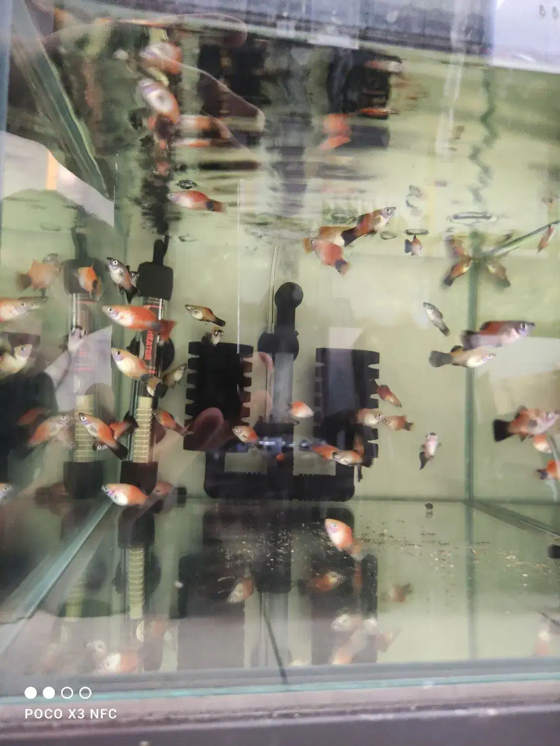 نژاد های مختلف ماهی گوپی|ماهی|دزفول, |دیوار