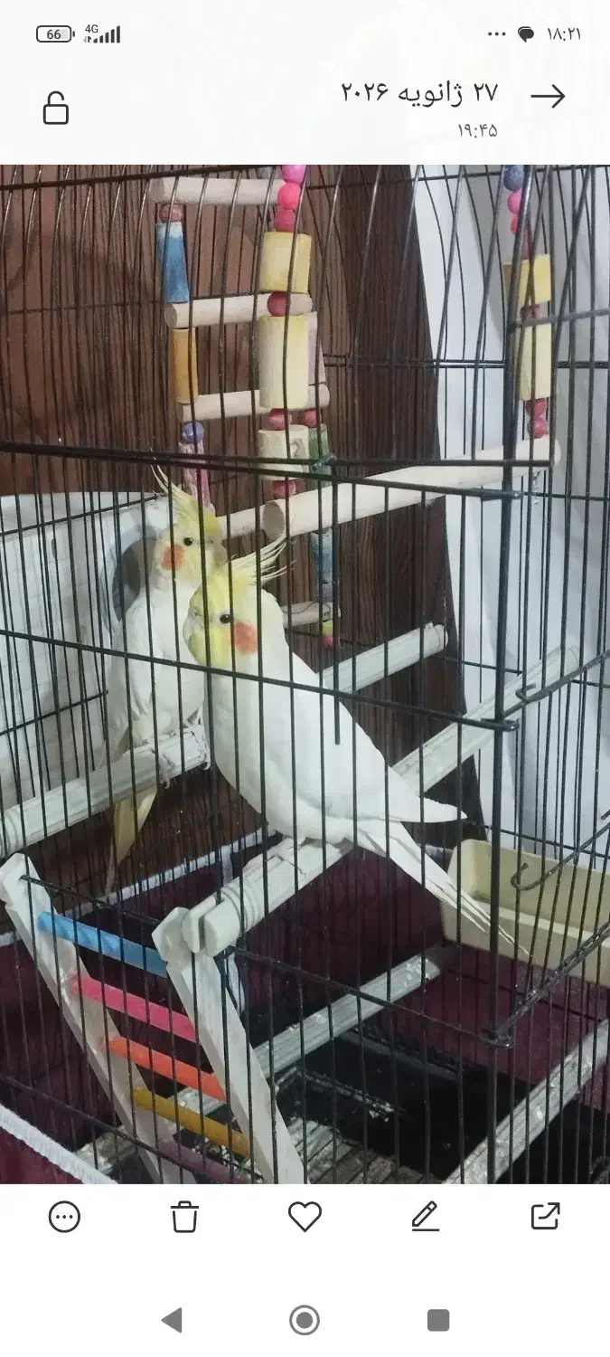 عروس هلندی|پرنده|فردیس, شهرک شهید حسینی|دیوار