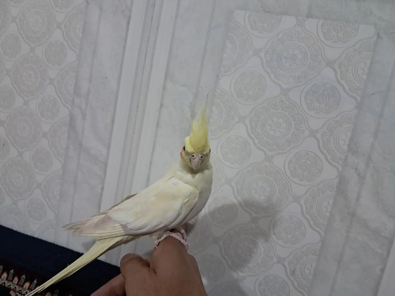 عروس هلندی آرام و دستی|پرنده|تاکستان, |دیوار