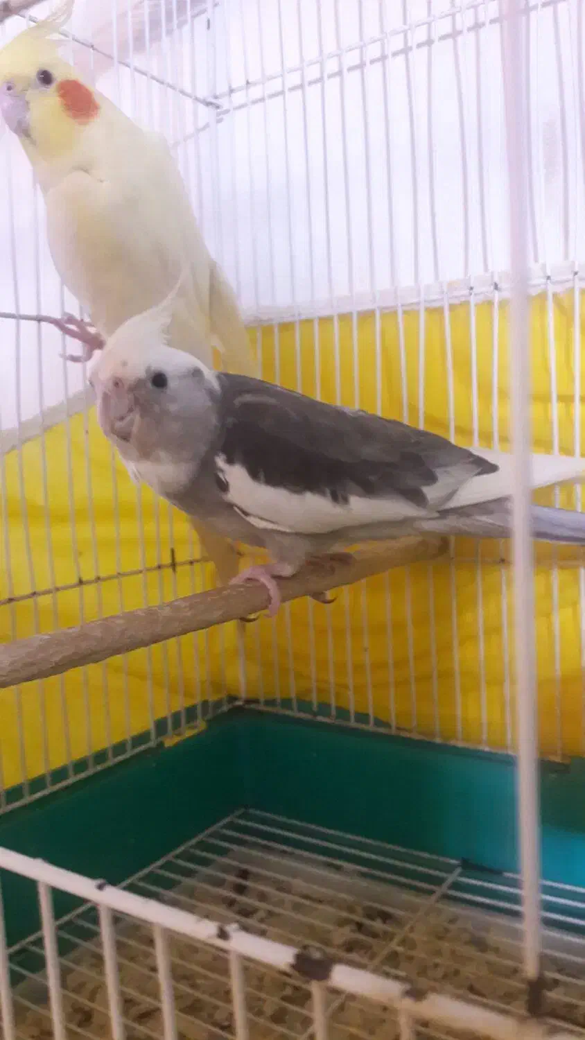 جوجه عروس وبالغ|پرنده|تولم شهر, |دیوار