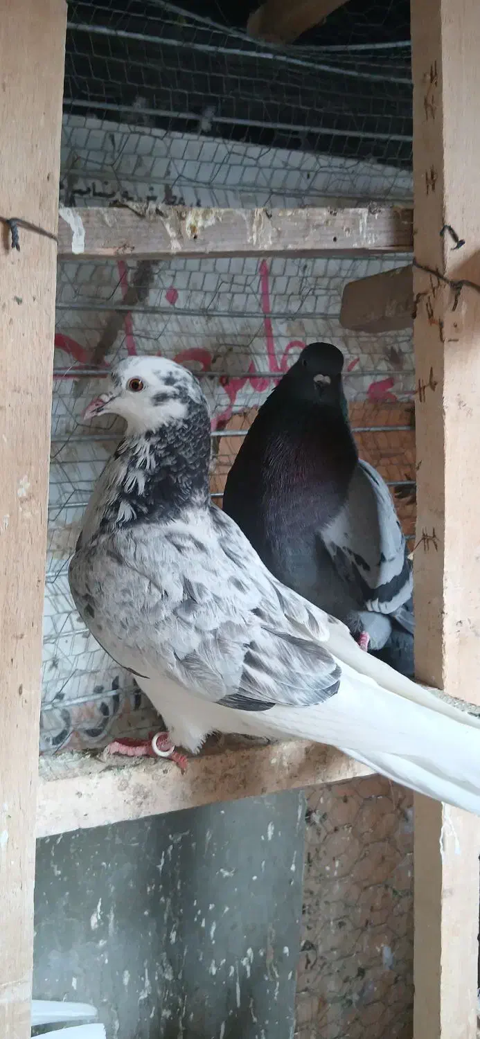 کبوتر|پرنده|هشتگرد, شهرک بعثت|دیوار