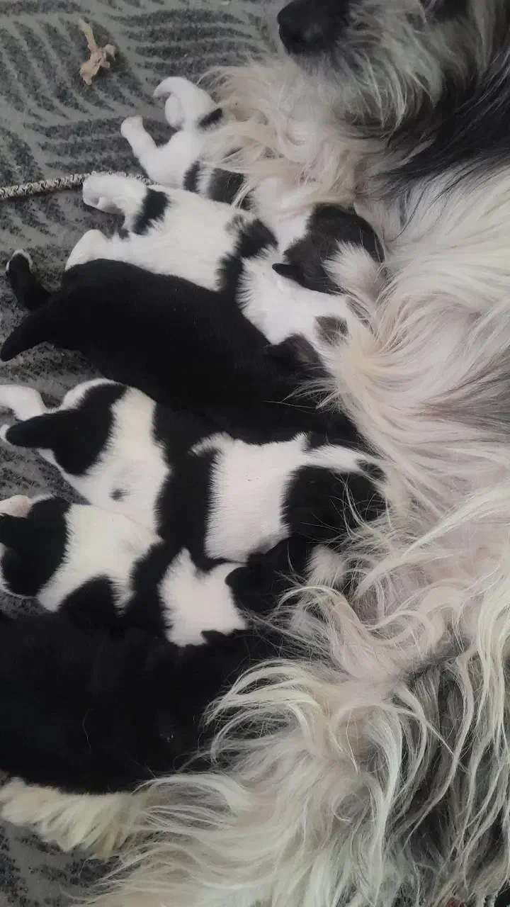 سگ خانگی|سگ|نجفآباد, امام خمینی|دیوار