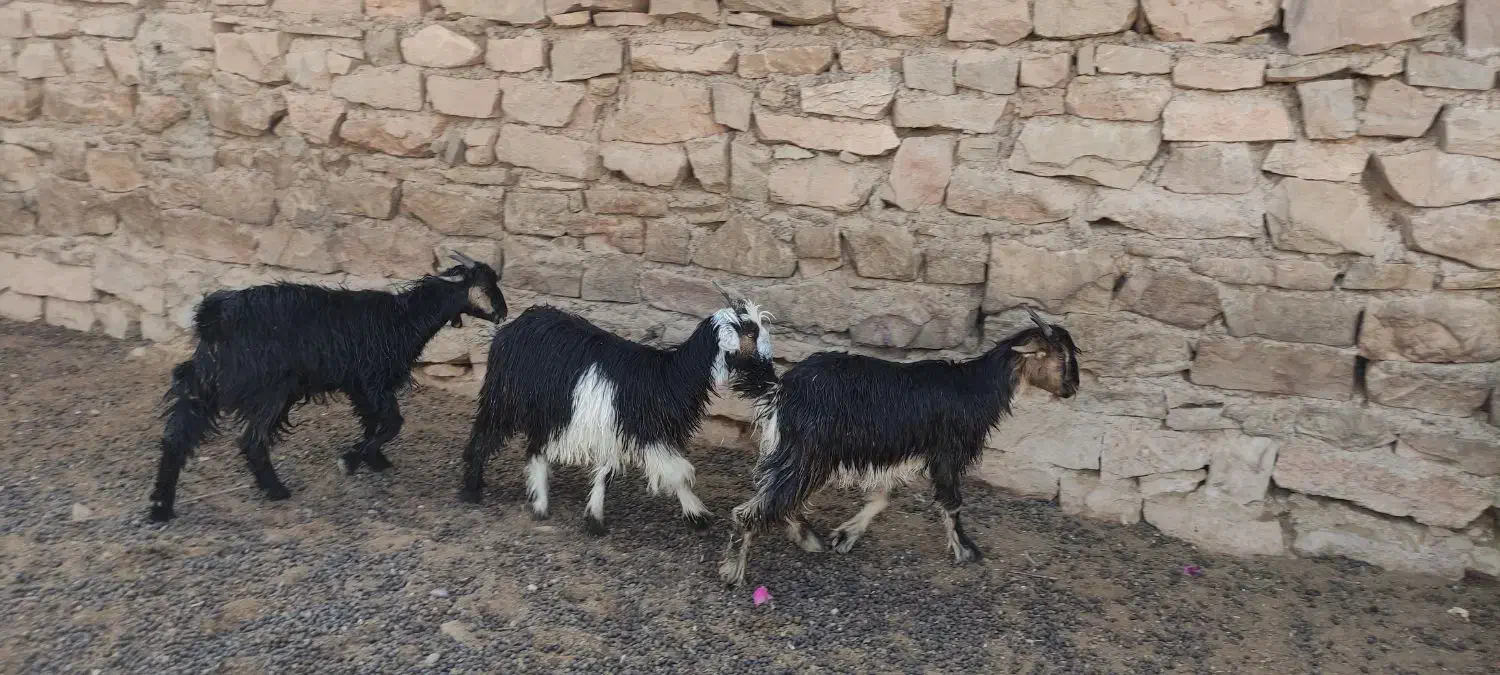 بیگ ماده|حیوانات مزرعه|مسجد سلیمان, |دیوار