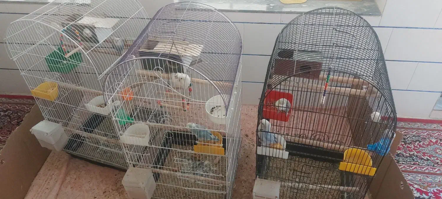 طوطی برزیلی|پرنده|مرودشت, ژیان|دیوار