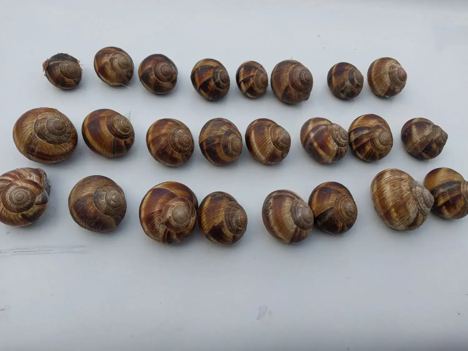 تعدادی حلزون|خزنده|منجوان, |دیوار