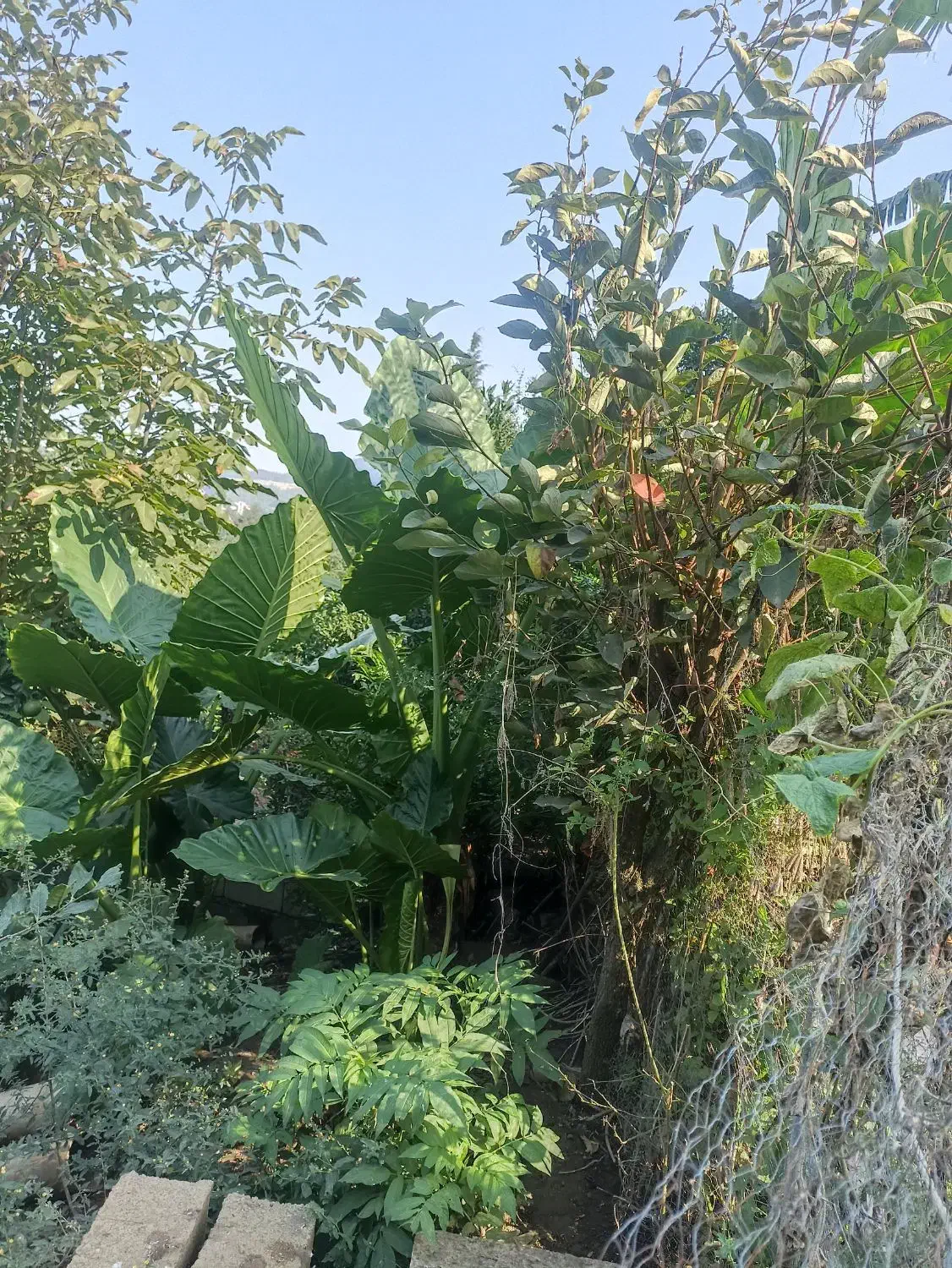 گل بابا ادم جاینت تنه دار|گل و گیاه طبیعی|کتالم و سادات شهر, |دیوار