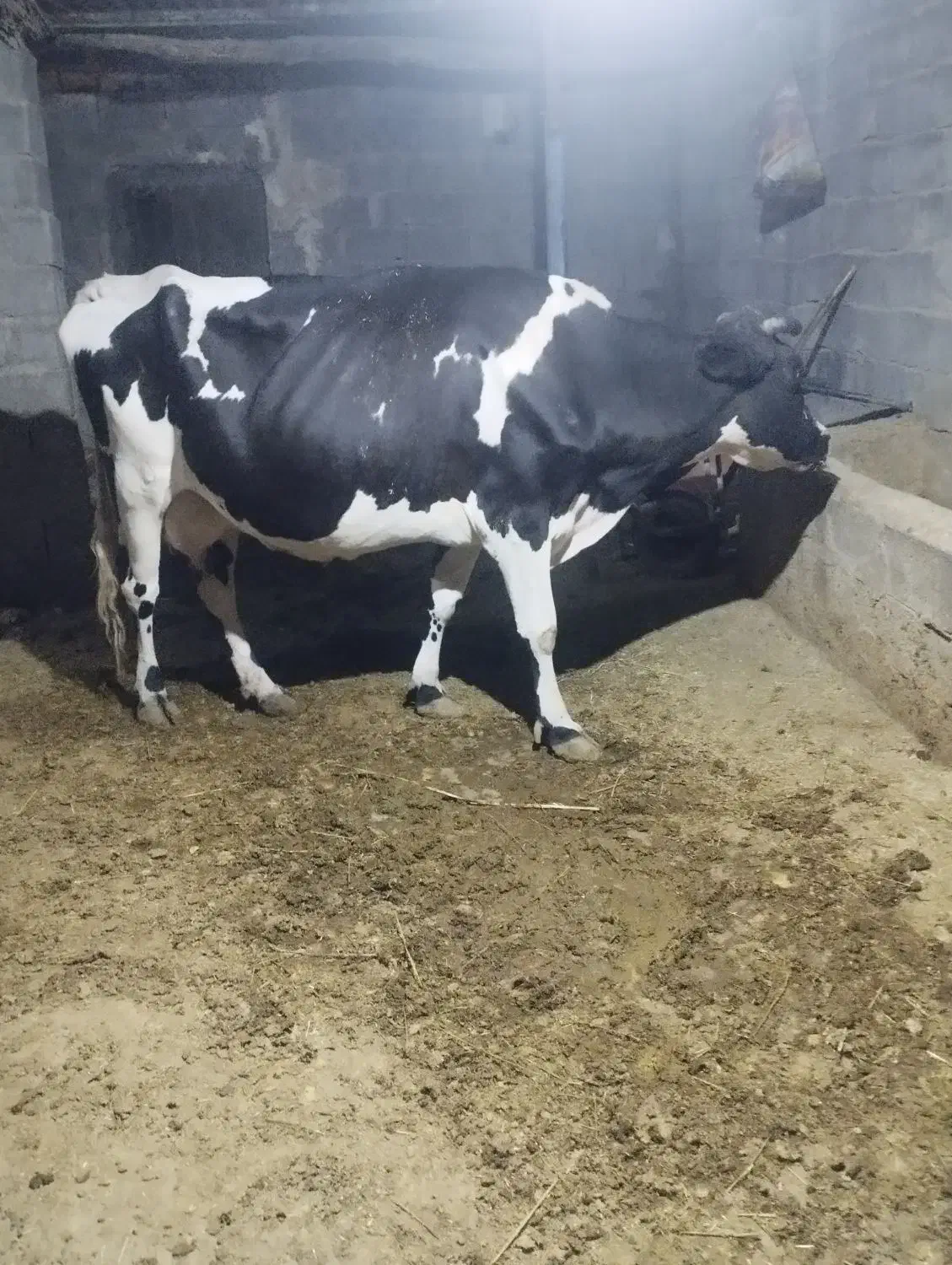 فروش دو گاو شیری با گوساله|حیوانات مزرعه|لامرد, |دیوار