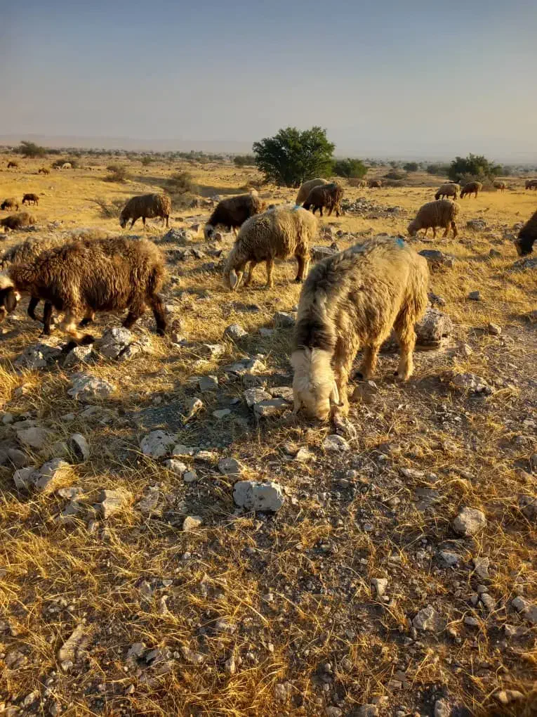 35 راس میش ترکی بختیاری آبستن|حیوانات مزرعه|کازرون, |دیوار