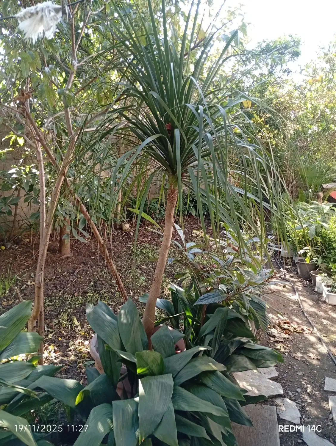 فروش گل لیندا ۴۰ساله|گل و گیاه طبیعی|رامسر, |دیوار