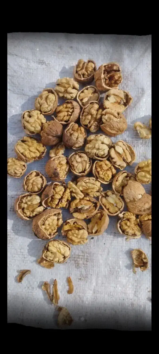 گردو روغنی الموت|خوردنی و آشامیدنی|قزوین, |دیوار