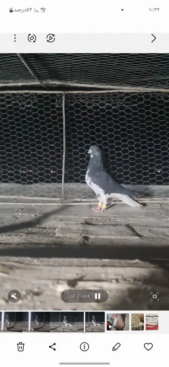 چند عدد کفتر بهبونی|پرنده|مرودشت, بیست متری بیمارستان|دیوار