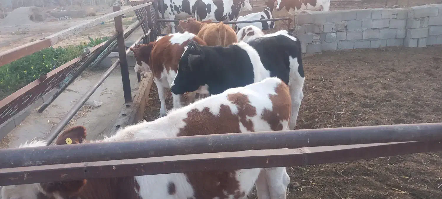 فروش تعدادی گوساله نر و ماده سیمینتال|حیوانات مزرعه|بسطام, |دیوار