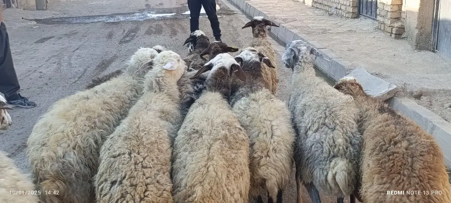 12 راس گوسفند جوان و چاق  ،مایه کرده آبستن|حیوانات مزرعه|قزوین, |دیوار