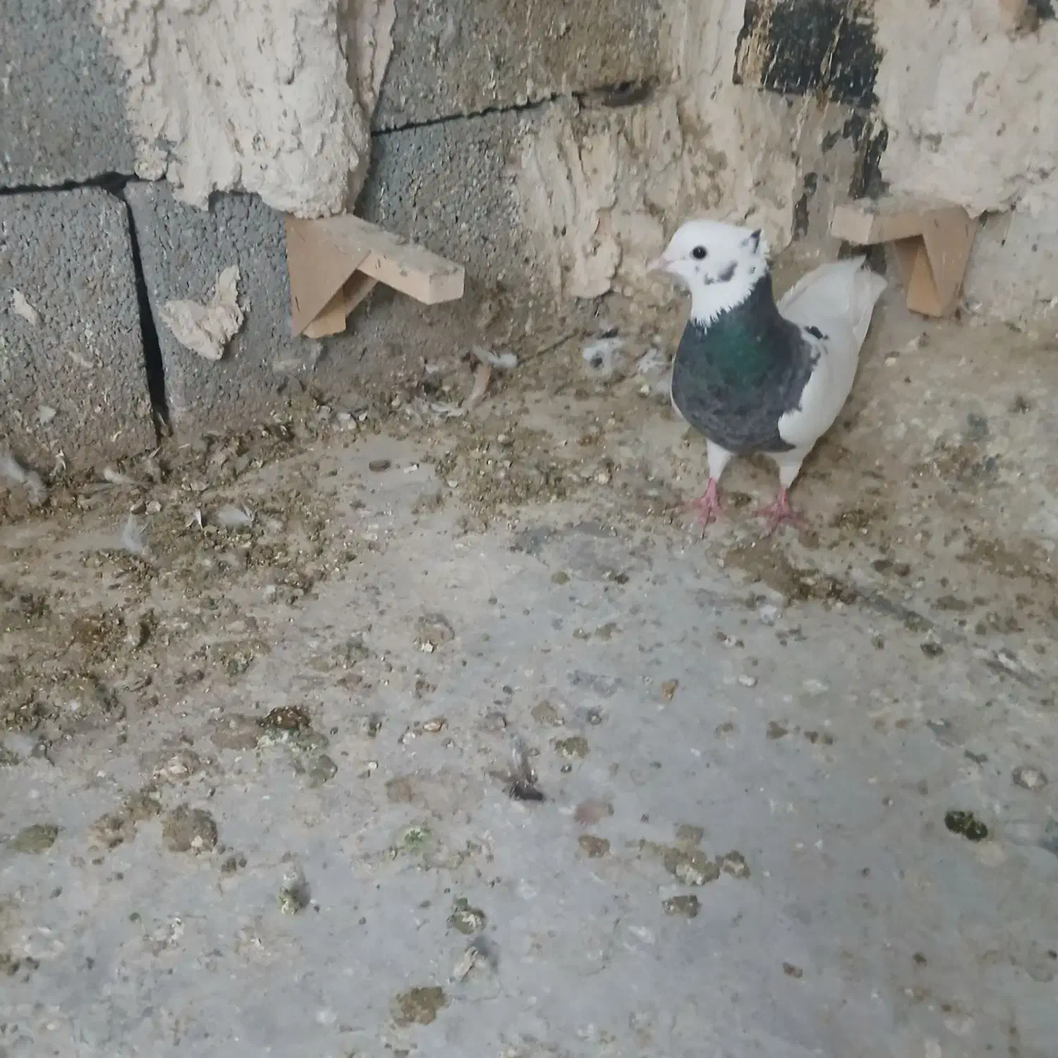 طوقی ماده|پرنده|شیراز, کفترک|دیوار