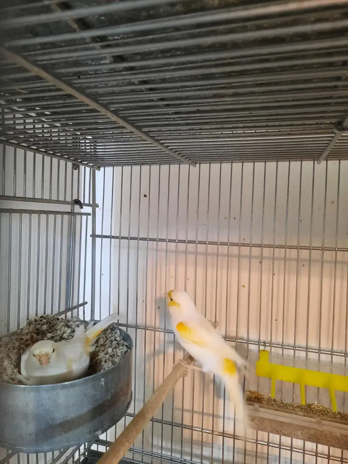 قناری|پرنده|همدان, |دیوار