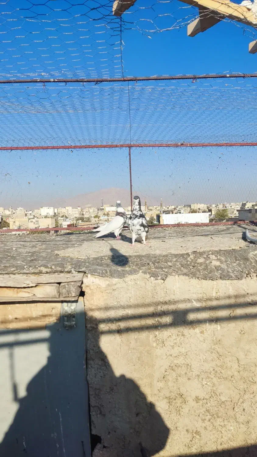 سه تا کفتر درجه یک|پرنده|شیراز, تندگویان|دیوار