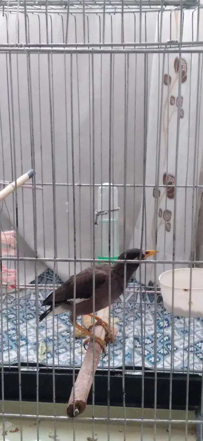 جوجه مرغ مینا|پرنده|پاکدشت, شهرک امام رضا|دیوار