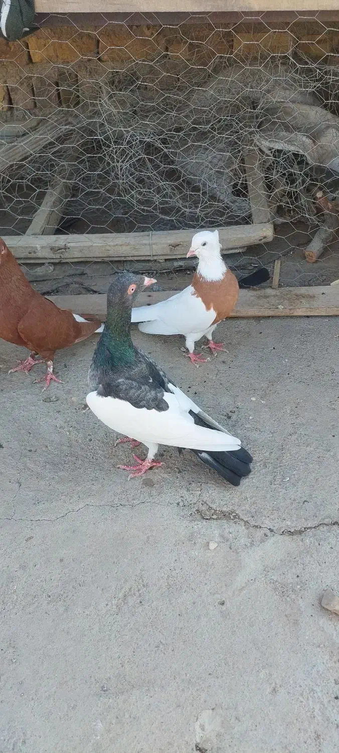 کفتر ماده|پرنده|تاکستان, |دیوار