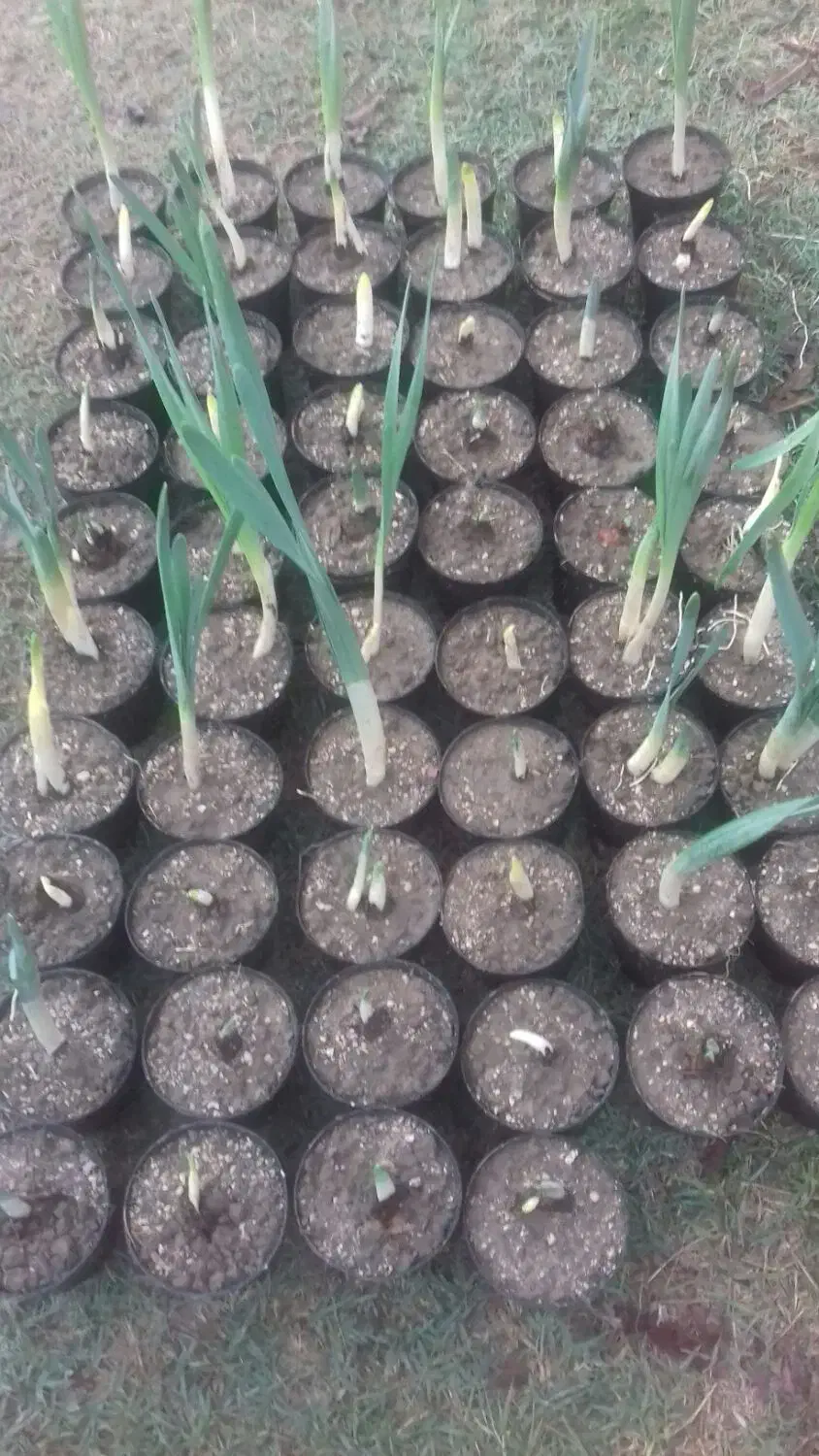 گل نرگس گلدانی|گل و گیاه طبیعی|گنبد کاووس, |دیوار