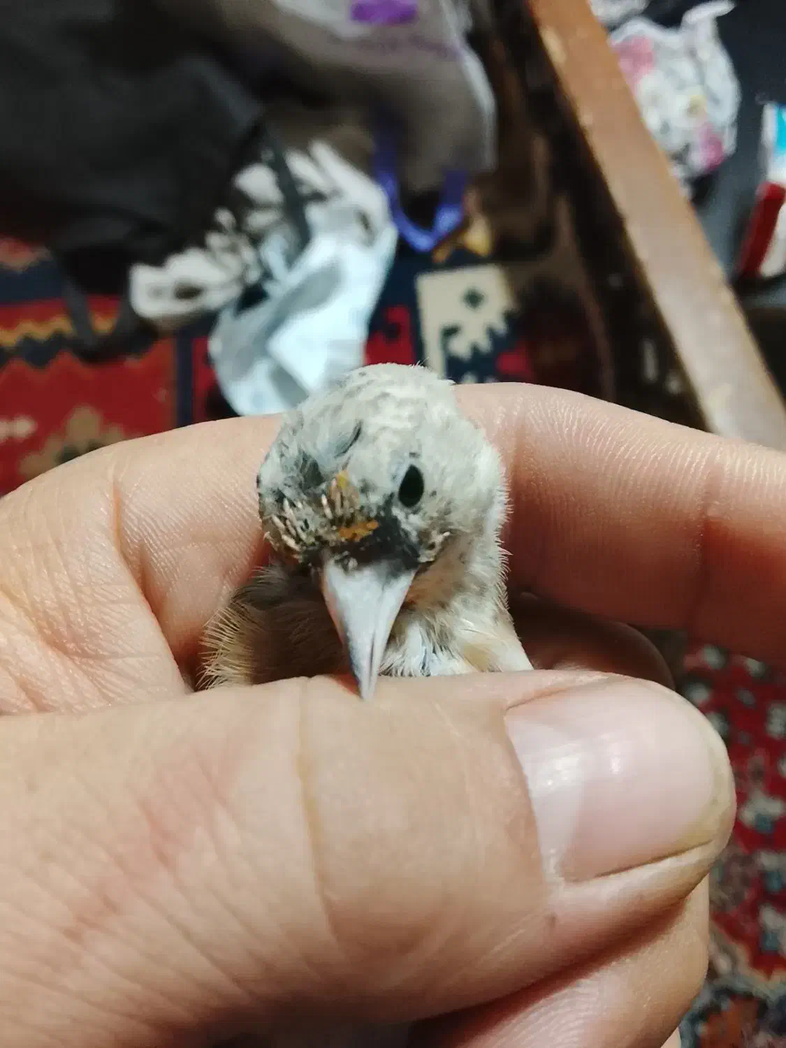 جوجه سره متولد قفس|پرنده|اسلام‌شهر, شهرک واوان|دیوار