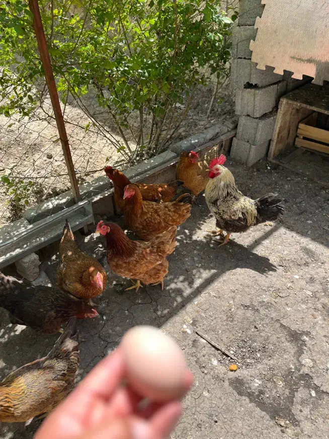 بهترین تخم مرغ نطفه دار|حیوانات مزرعه|ماهدشت, |دیوار