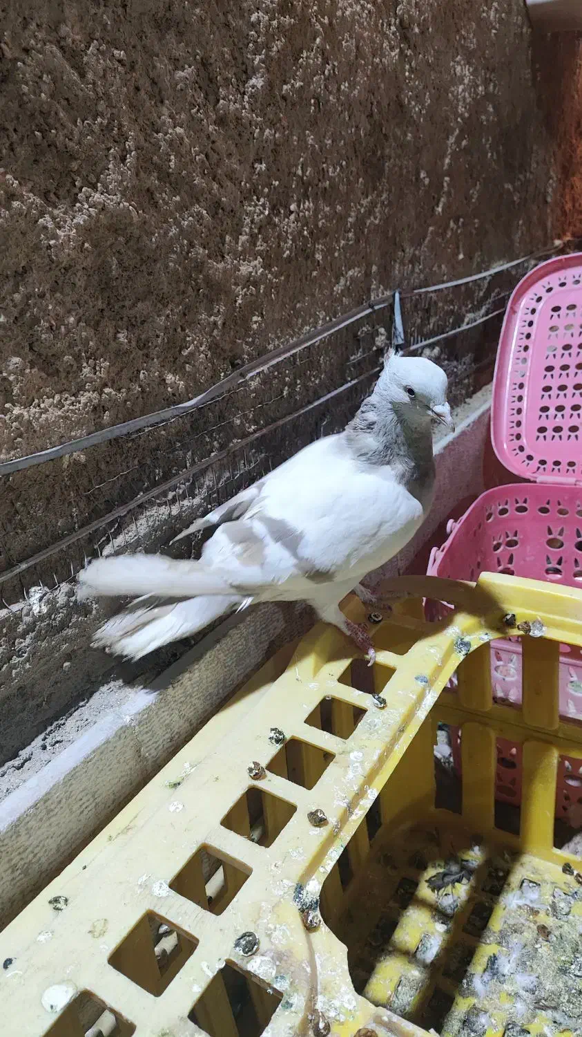 کفتر ماده پشت سبز سوسنی کاکلی پاصاف سبز کاکلی پاصا|پرنده|شیراز, نیستان|دیوار