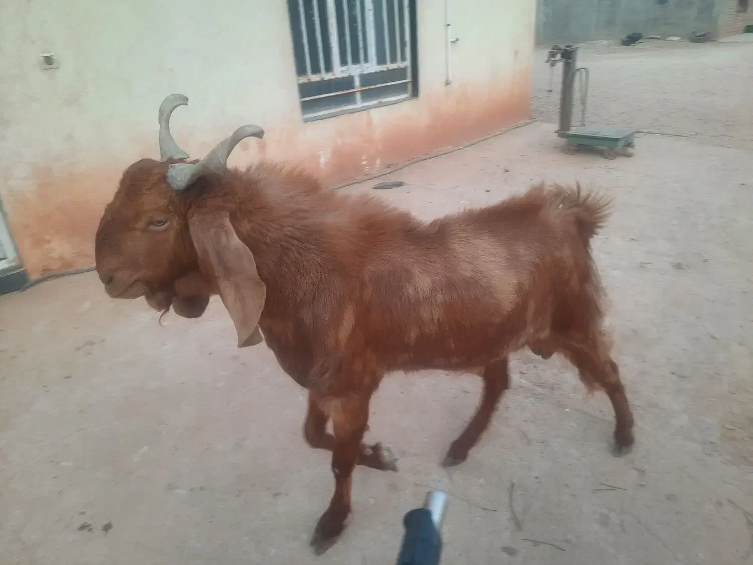 کهره نر ۱ ساله داشتی|حیوانات مزرعه|سیمکان, |دیوار