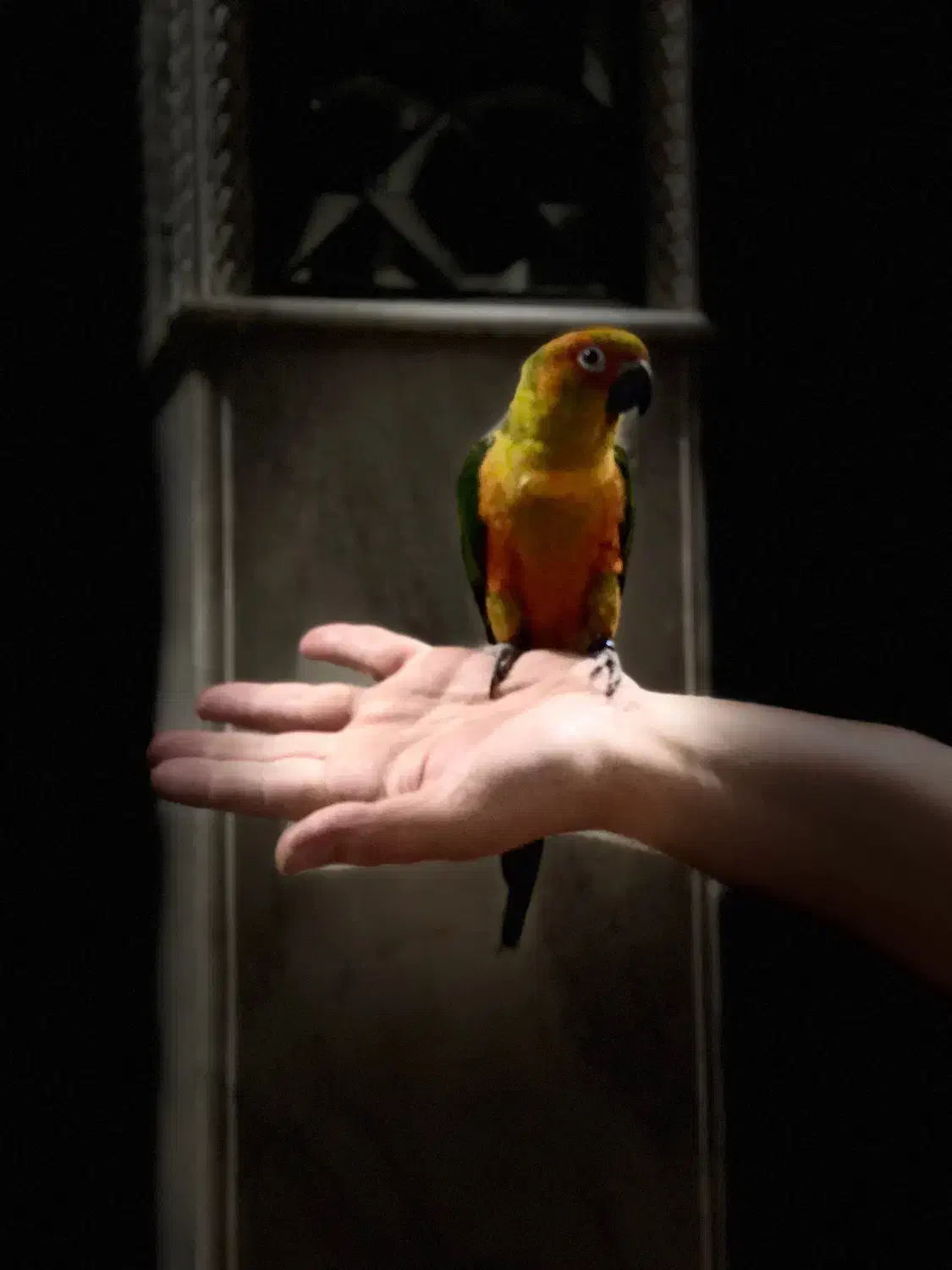 خورشیدی|پرنده|قم, هنرستان|دیوار