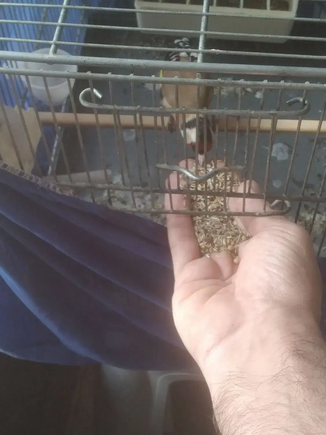 سهره نر|پرنده|ری, دیلمان|دیوار