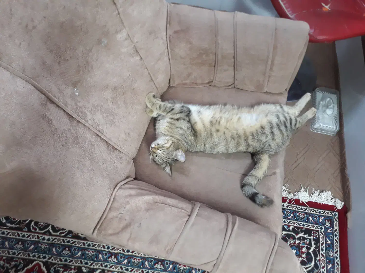 گربه آرام|گربه|نیشابور, پارک منابع طبیعی|دیوار