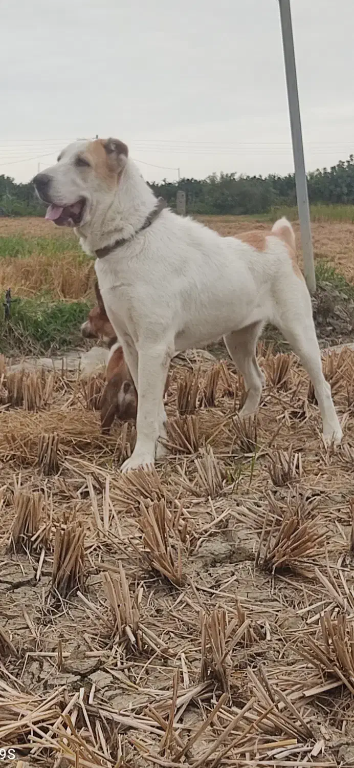 گمشده|حیوانات|بهارستان, |دیوار