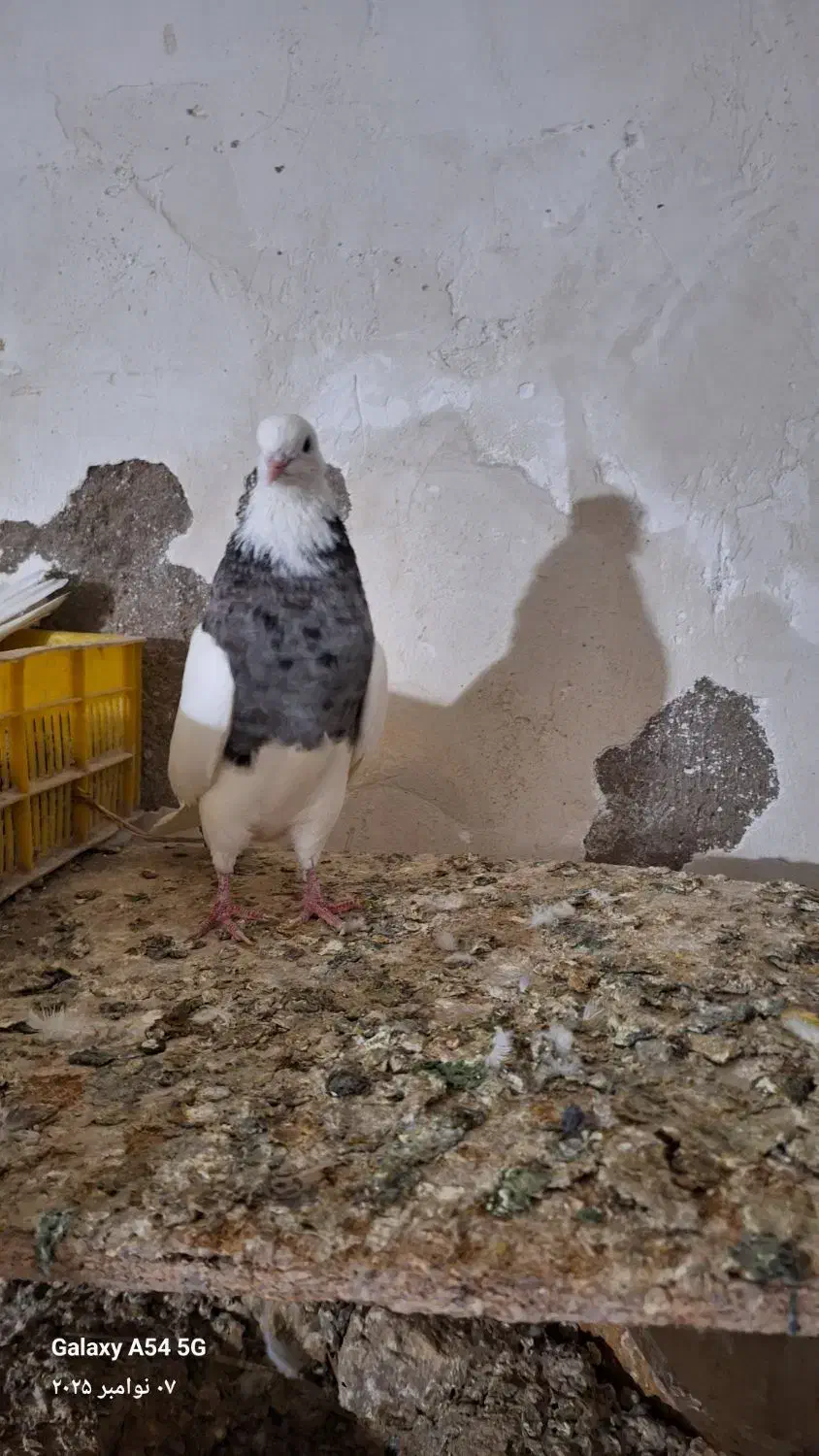 کبوتر|پرنده|جیرفت, |دیوار