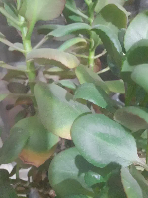 کود کبوتر|لوازم جانبی حیوانات|تبریز, |دیوار