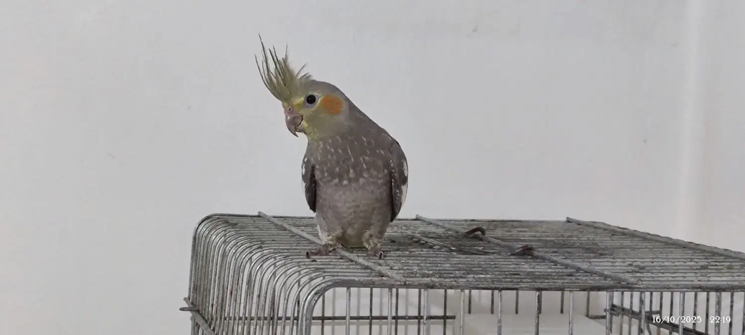 عروس هلندی نر|پرنده|چالوس, |دیوار