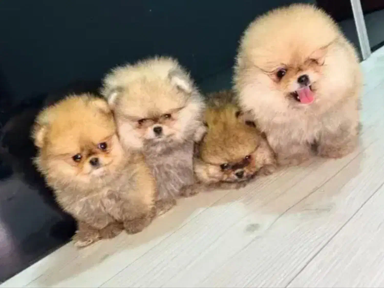 فروش سگ پا مرنیان|سگ|بندرعباس, |دیوار