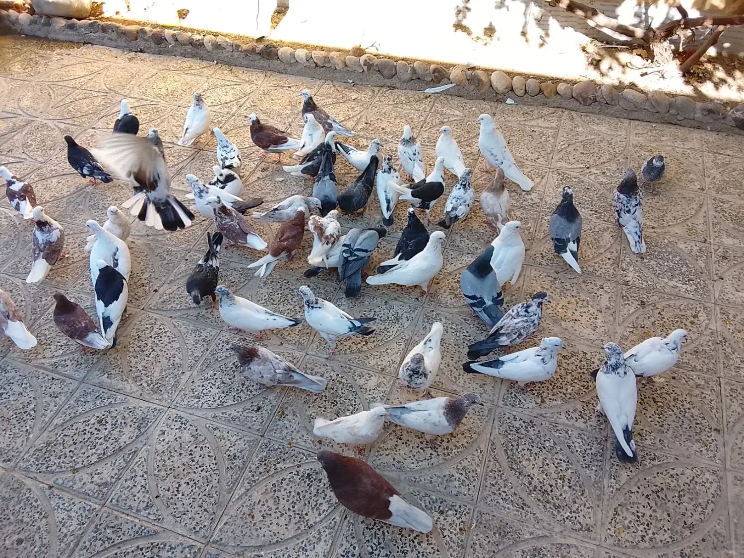 (تعدادی کبوتر،فروش فوری)|پرنده|معصومیه, |دیوار