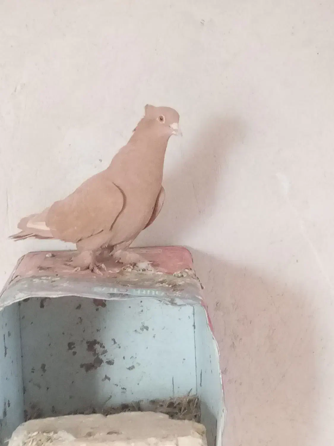 پرنده|پرنده|مرودشت, دولت آباد|دیوار