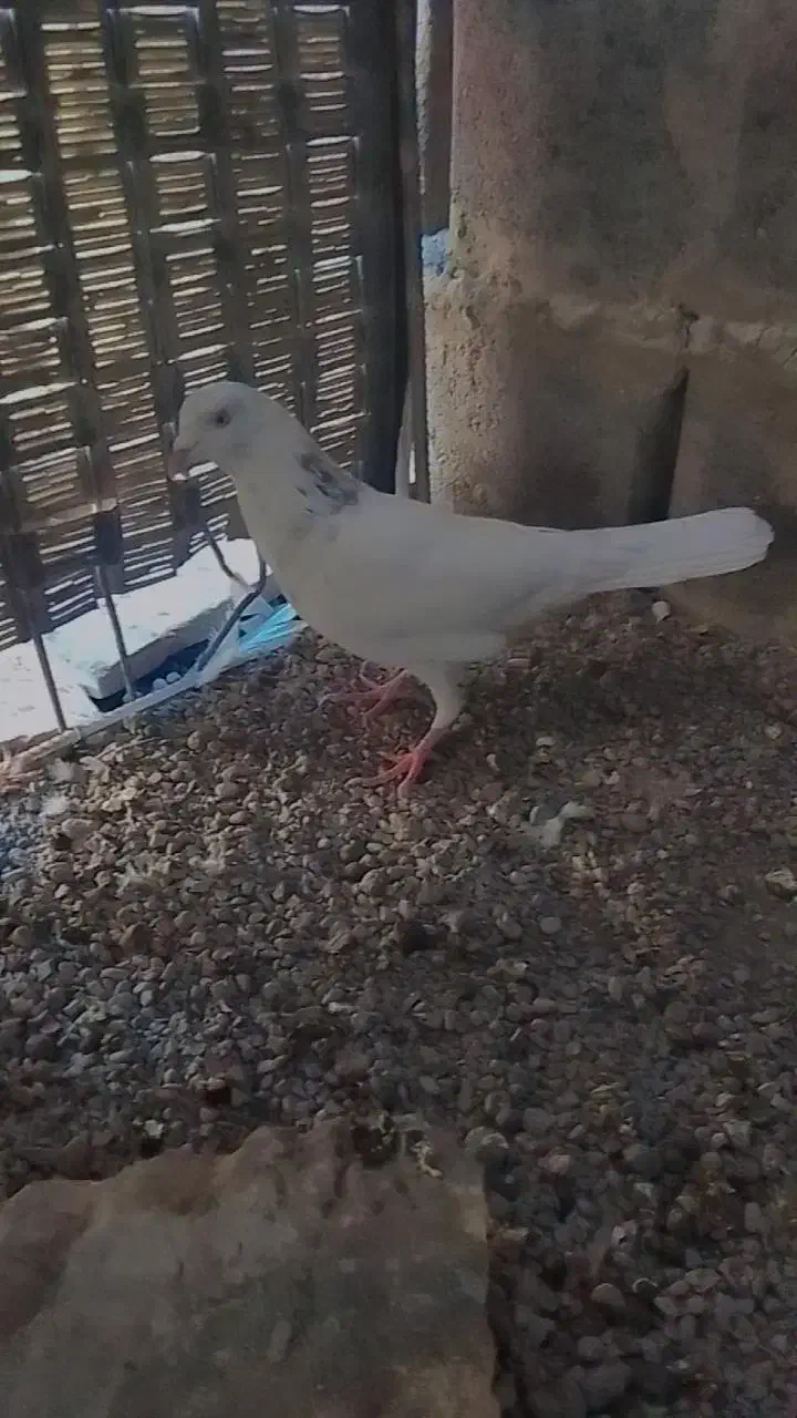 کبوتر|پرنده|نیمروز, |دیوار