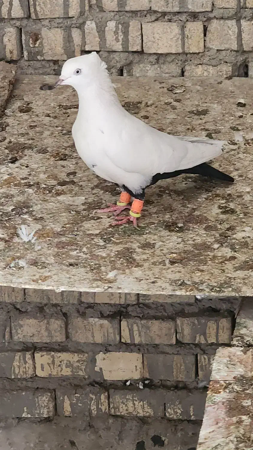 ماده رنگی ودورگ|پرنده|کارون, |دیوار