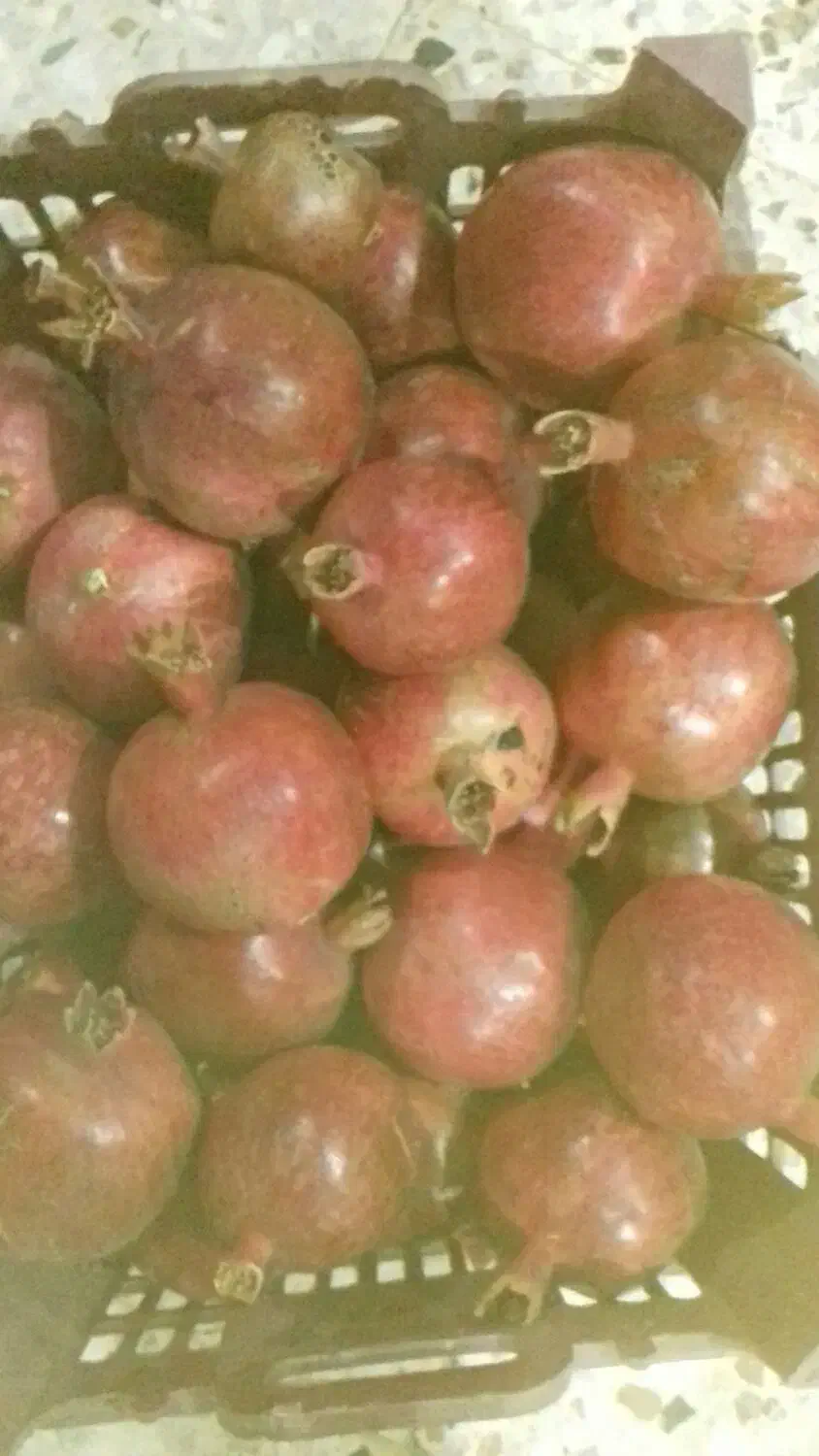 فروش انار|خوردنی و آشامیدنی|فردوس (خراسان), |دیوار