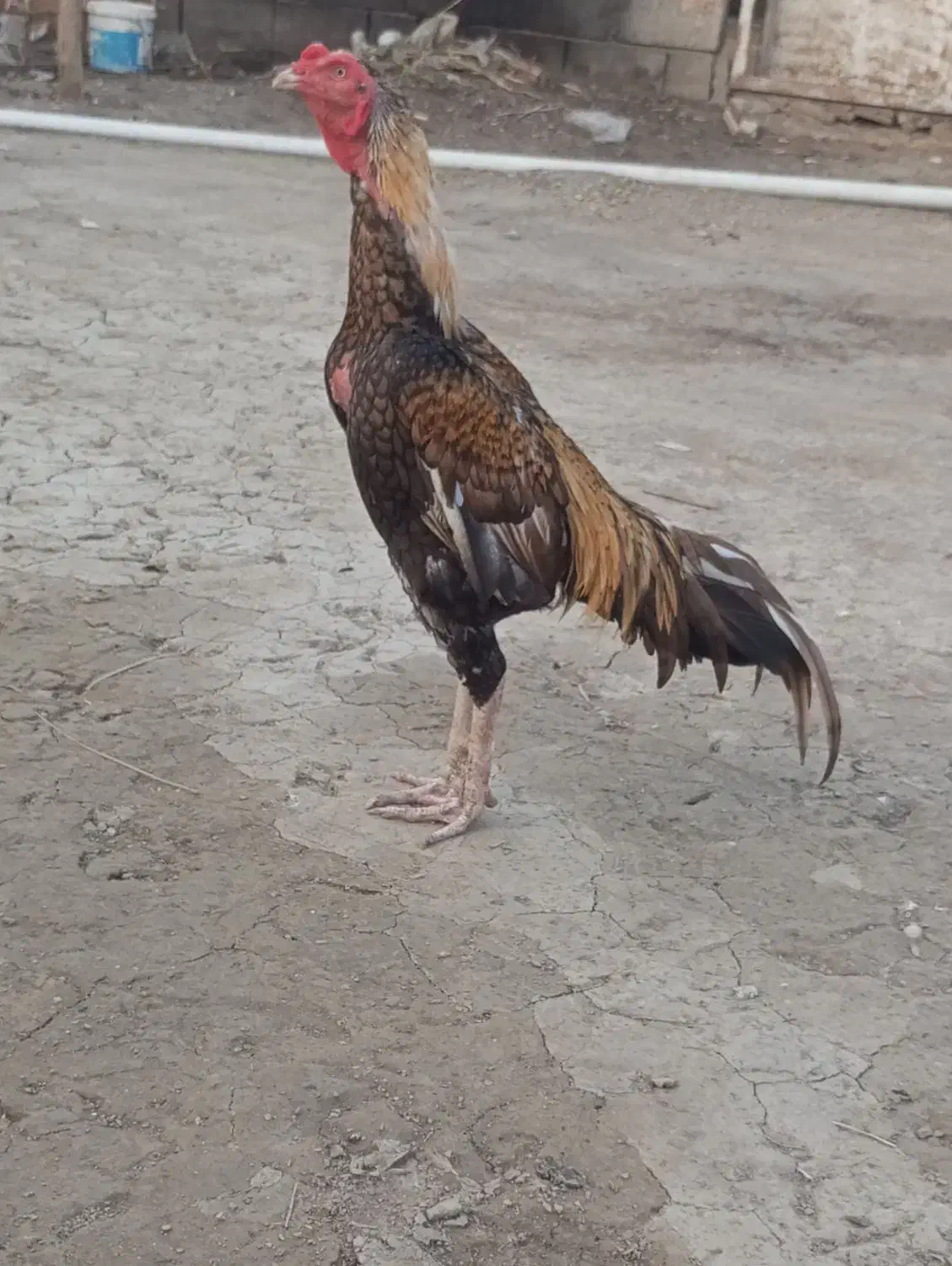 خروس.|حیوانات مزرعه|میناب, |دیوار