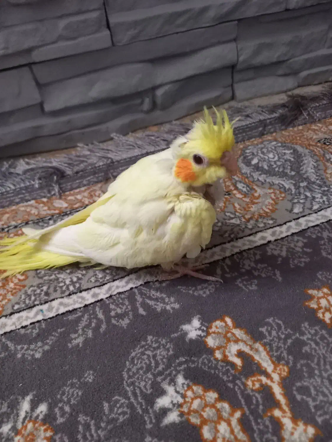 عروس هلندی|پرنده|شیراز, نصر|دیوار