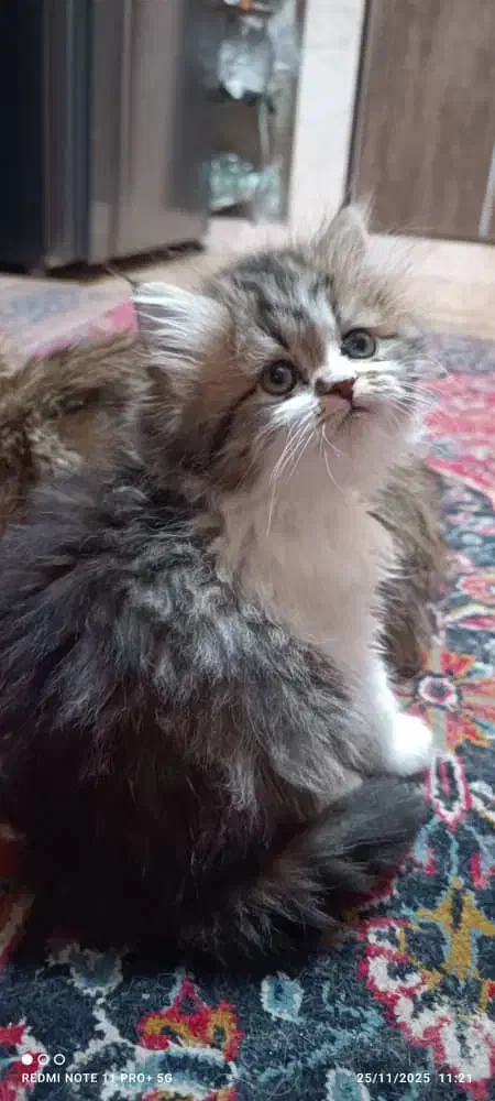 گربه بریتیش اصیل خانگی|گربه|شیراز, ارم|دیوار