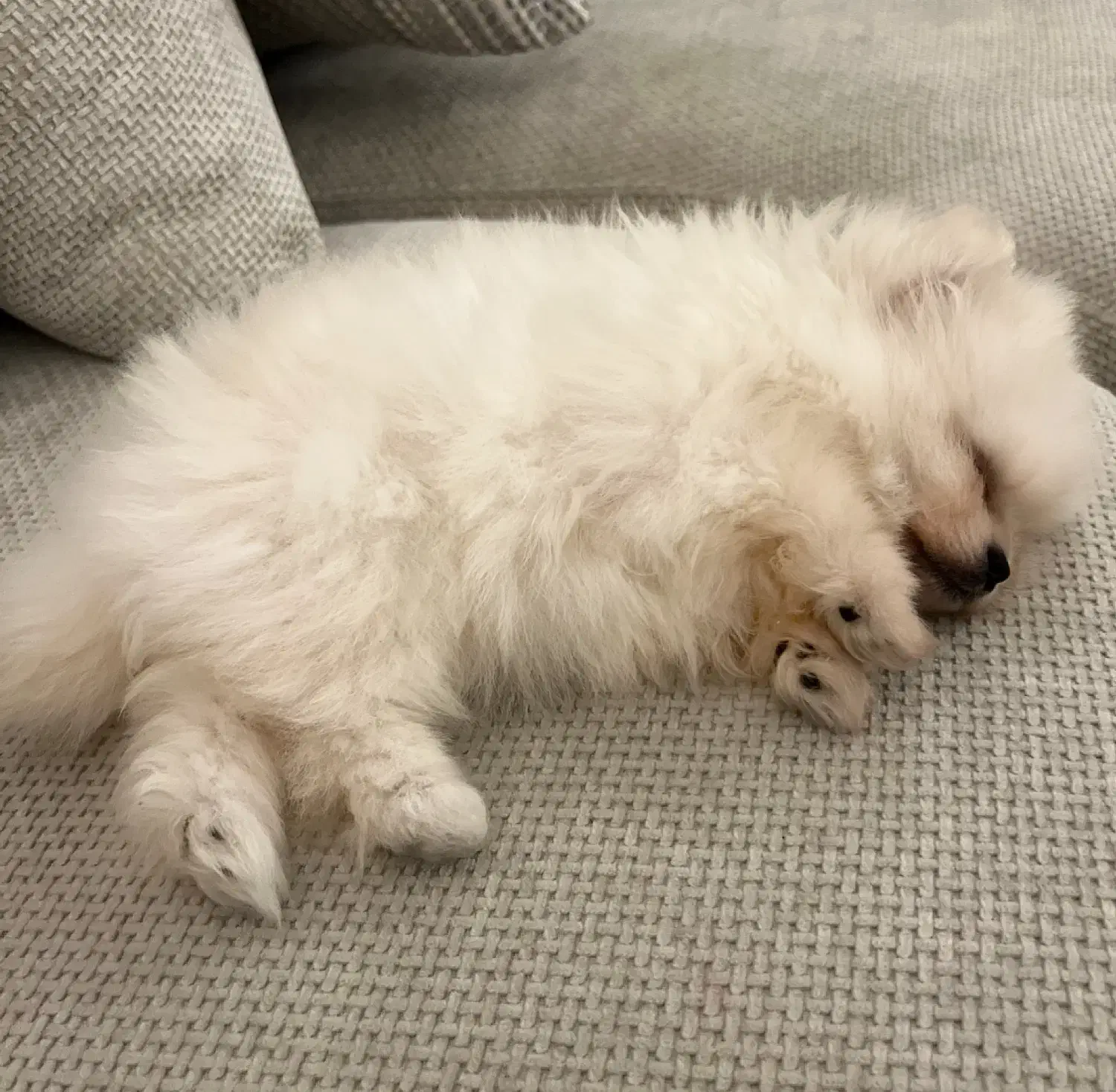 پامرین خرسی|سگ|تهران, گیشا|دیوار