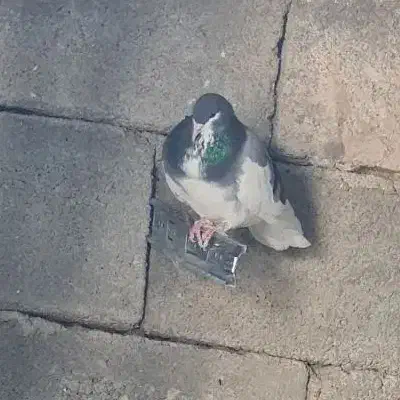 فروش کبوتر رنگی|پرنده|کوهمره, |دیوار