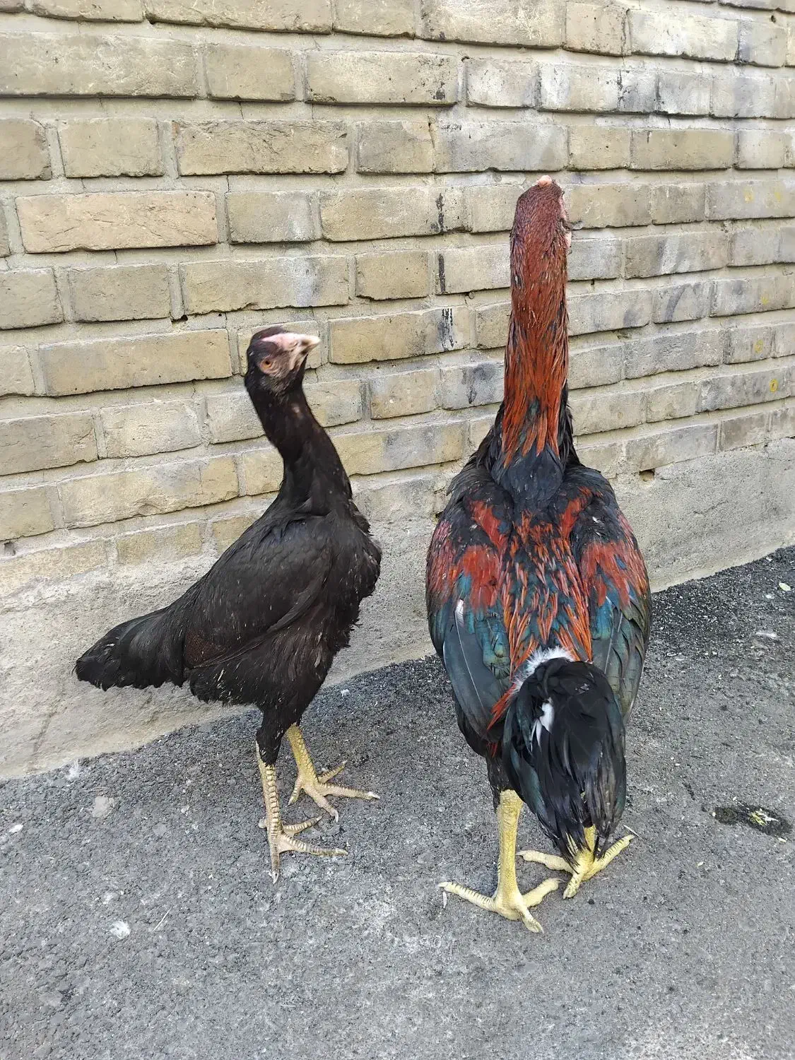 جوجه لاری|حیوانات مزرعه|تهران, شوش (باغ آذری)|دیوار