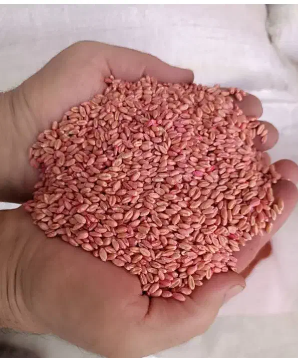 بذر گندم پیشگام|گل و گیاه طبیعی|دهگلان, |دیوار