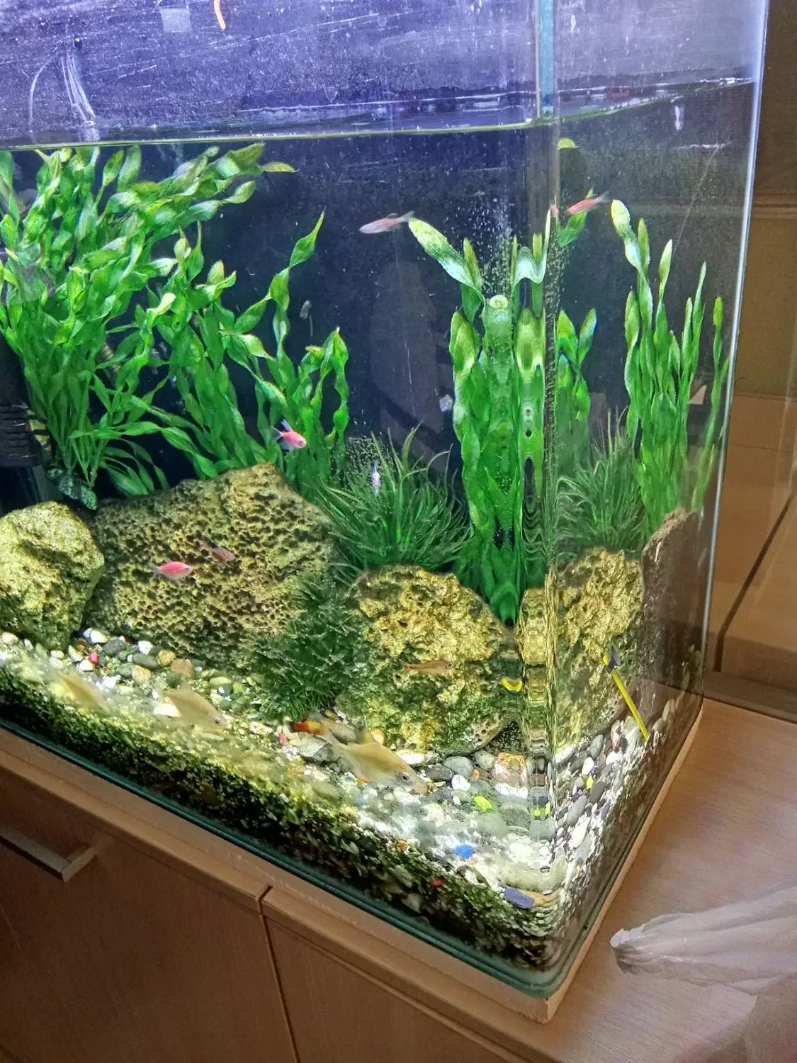 سرویس آکواریم|ماهی|تهران, استقلال|دیوار